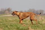 RODESIAN RIDGEBACK 143